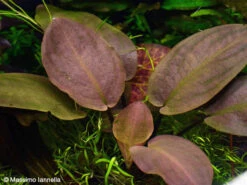 Meebolds Lagenandra / Lagenandra Meeboldii "Red" TOP-Rarität