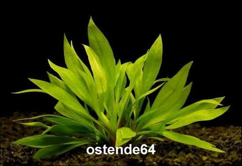 In-Vitro Breitblättrige Zwergamazonas / Echinodorus Quadricostatus - Magdalenensis