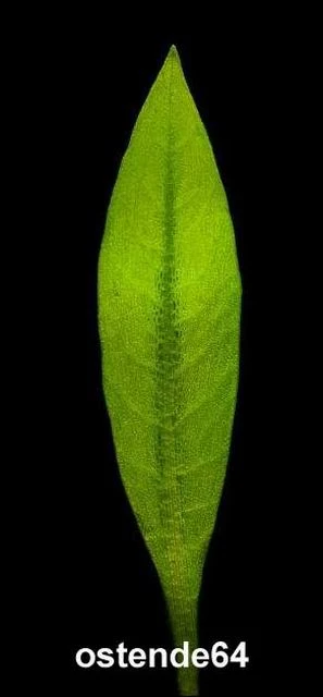 Breitblättrige Zwergamazonas / Echinodorus Quadricostatus - Magdalenensis Im Topf – Bild 3