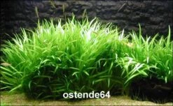 Grasartige Zwergschwertpflanze / Echinodorus Latifolius