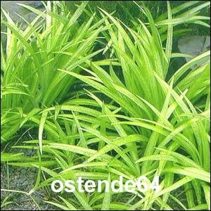 Grasartige Zwergschwertpflanze / Echinodorus Latifolius – Bild 2