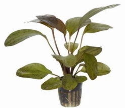 Paul Klöckner Schwertpflanze / Echinodorus Paul Kloeckner