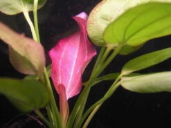 Echinodorus Oriental - Seltener Neuling