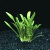 Zwerg-Wasserkelch / Cryptocoryne Parva
