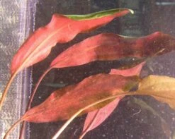 Herzblättriger Wasserkelch / Cryptocoryne Cordata Blassii *RARITÄT*