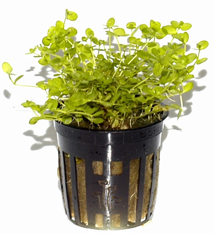 Rundblättriges Perlenkraut / Micranthemum Umbrosum – Bild 3