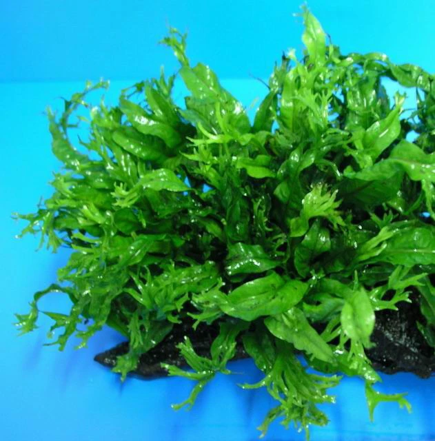 XL In-Vitro Javafarn WINDELOV / Microsorum Pteropus Windelov