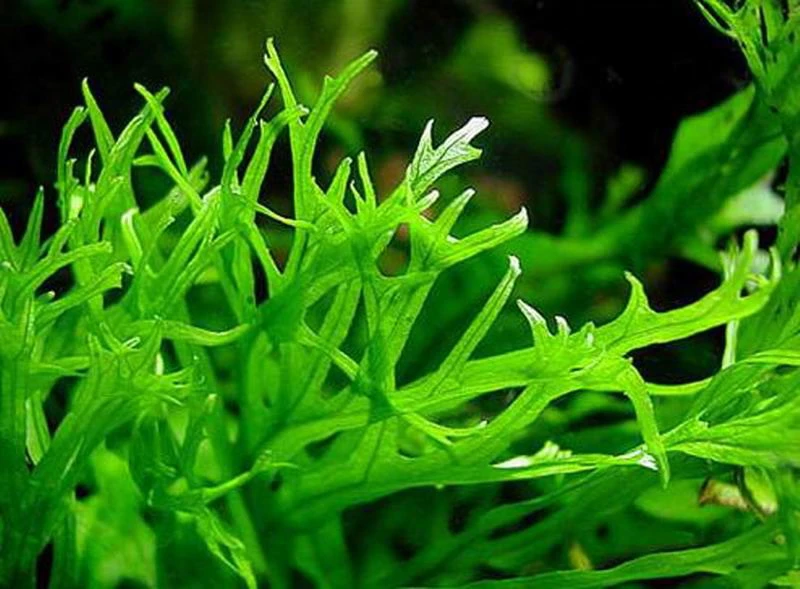 MUTTERPFLANZE Javafarn WINDELOV / Microsorum Pteropus Windelov – Bild 2