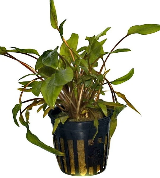 Grosser, Brauner Wasserkelch MiOya / Cryptocoryne Wendtii 'Mi Oya' – Bild 2