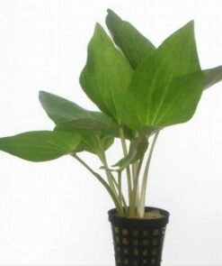 Amerikanischer Eidechsenschwanz / Saururus Cernuus Im Topf