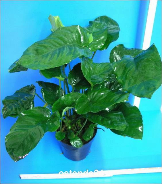 MUTTERPFLANZE Breitblättriges Speerblatt / Anubias Barteri Var. Barteri