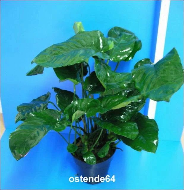 MUTTERPFLANZE Breitblättriges Speerblatt / Anubias Barteri Var. Barteri – Bild 3