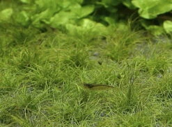 Zwerg-Nadelsimse / Eleocharis Parvulus - Pusilla Im Topf