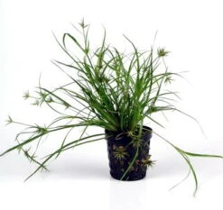 Kriechende Binse / Juncus Repens Im Topf
