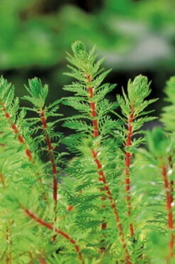 Brasilianisches Tausendblatt - Papageienfeder Im Topf / Myriophyllum Brasiliensis