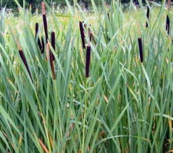 Breitblättriger Rohrkolben / Typha Latifolia Im 9x9 Cm Topf
