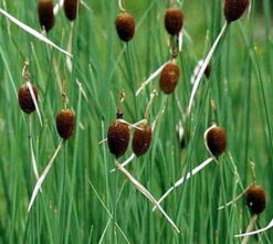 Zwergrohrkolben / Typha Minima Im 9x9 Cm Topf