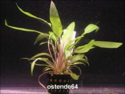 Gewellter Wasserkelch / Cryptocoryne Undulata