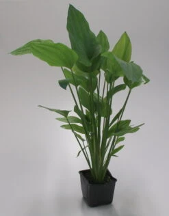 MUTTERPFLANZE Großer Froschlöffel / Echinodorus Cordifolius - Radicans