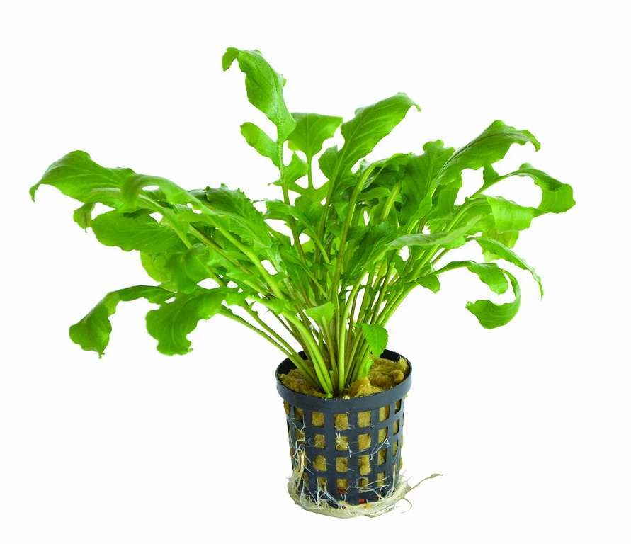 Wassermeerrettich / Rorippa Aquatica (Armoracia)