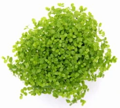 Monte-Carlo Zwergperlkraut / Micranthemum Spec. 'Monte Carlo'