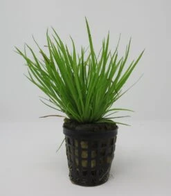 Goldener Zwergkalmus / Acorus Pussilus GOLD