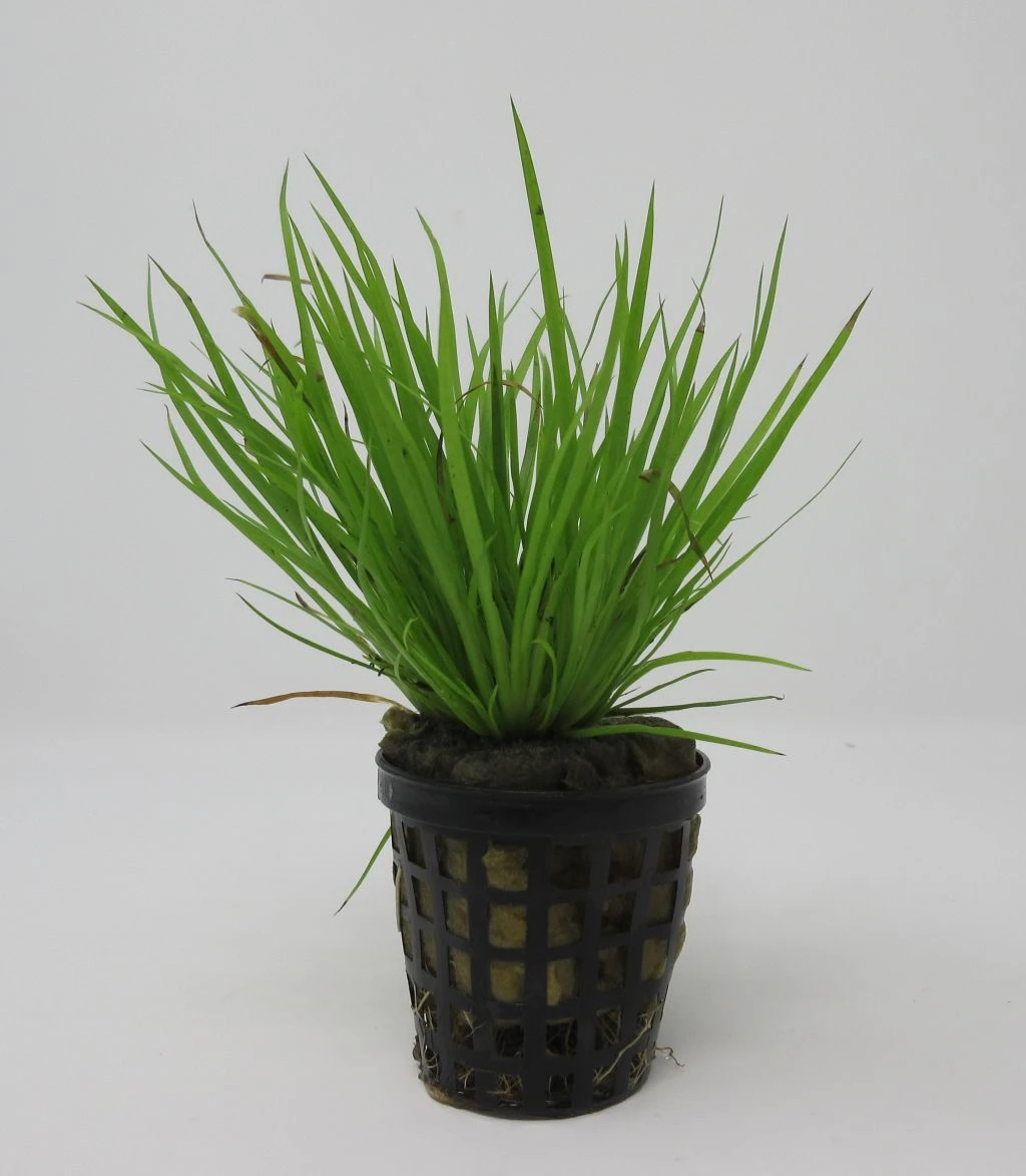 Goldener Zwergkalmus / Acorus Pussilus GOLD