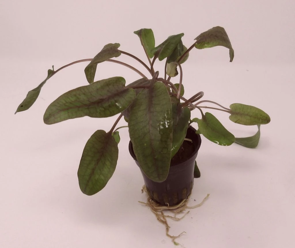 Roter Gewellter Wasserkelch / Cryptocoryne Undulatus 'Red'