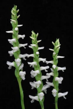 Grasartige Wasserorchidee - Sumpforchidee / Spiranthes Odorata (cernua) Im Topf