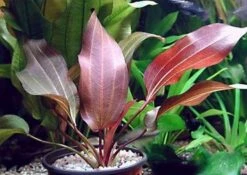 Intensiv Wein-rote Echinodorus Regine Hildebrandt