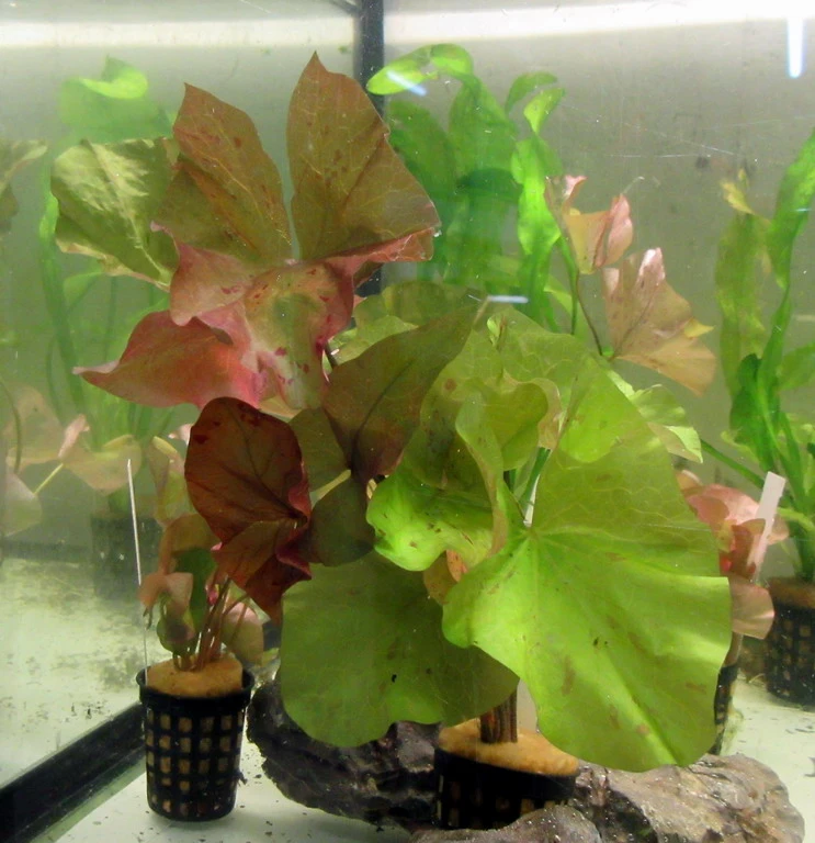 Daubenys Seerose / Nymphaea Daubenyana Eine RARITÄT!