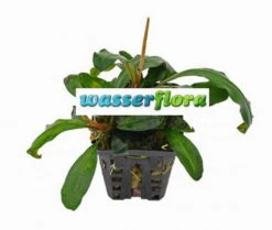 Bucephalandra Spec. Badanka Im Topf ***RARITÄT***