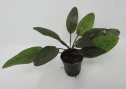 Rainers Felix Amazonas-Schwertpflanze / Echinodorus Rainers Felix