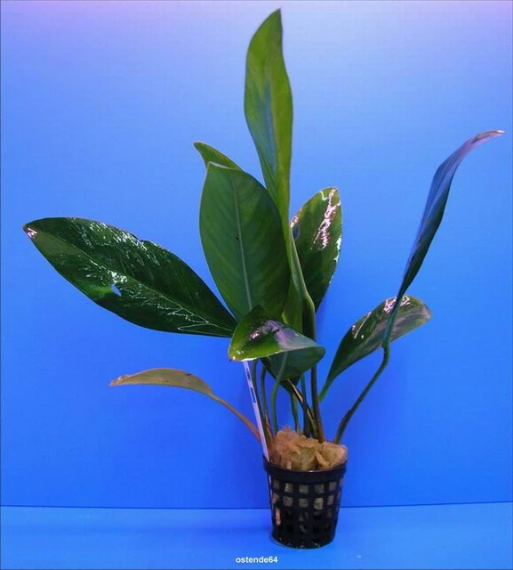 Kongo-Speerblatt / Anubias Congensis – Bild 2