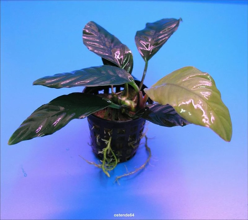 Kaffeeblättriges Speerblatt / Anubias Coffeefolia