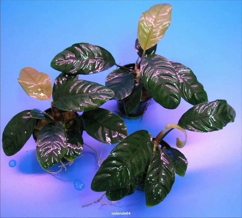 Kaffeeblättriges Speerblatt / Anubias Coffeefolia – Bild 2