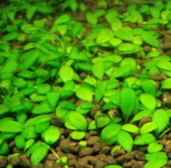 Australisches Zungenblatt / Glossostigma Elatinoides