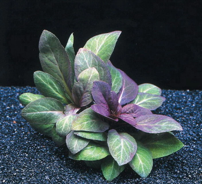 Kardinalslobelie / Lobelia Cardinalis Im Topf