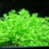 KUBA Zwerg-Perlenkraut / Hemianthus Callitrichoides Cuba - Hcc