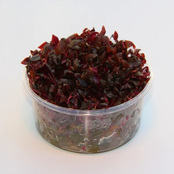 In-Vitro Mini-Papageienblatt / Alternanthera Reineckii 'mini'