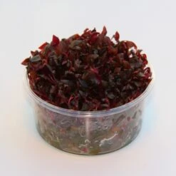 XL In-Vitro Mini-Papageienblatt / Alternanthera Reineckii 'mini'