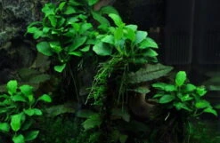 XL In-Vitro Kleinstes Zwergspeerblatt / Anubias 'Petite' Oder 'Bonsai'