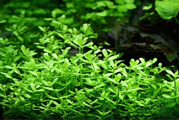 XL In-Vitro Kleines Fettblatt - Brahmi / Bacopa Monnieri