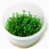 In-Vitro Mini-Kleeblatt / Marsilea Crenata *NEU*