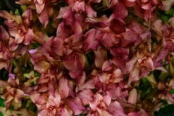 In-Vitro Japanischer Rotweiderich / Rotala Macrandra 'Japan'