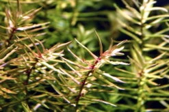 XL In-Vitro Amerikanische Wasserhecke / Didiplis Diandra