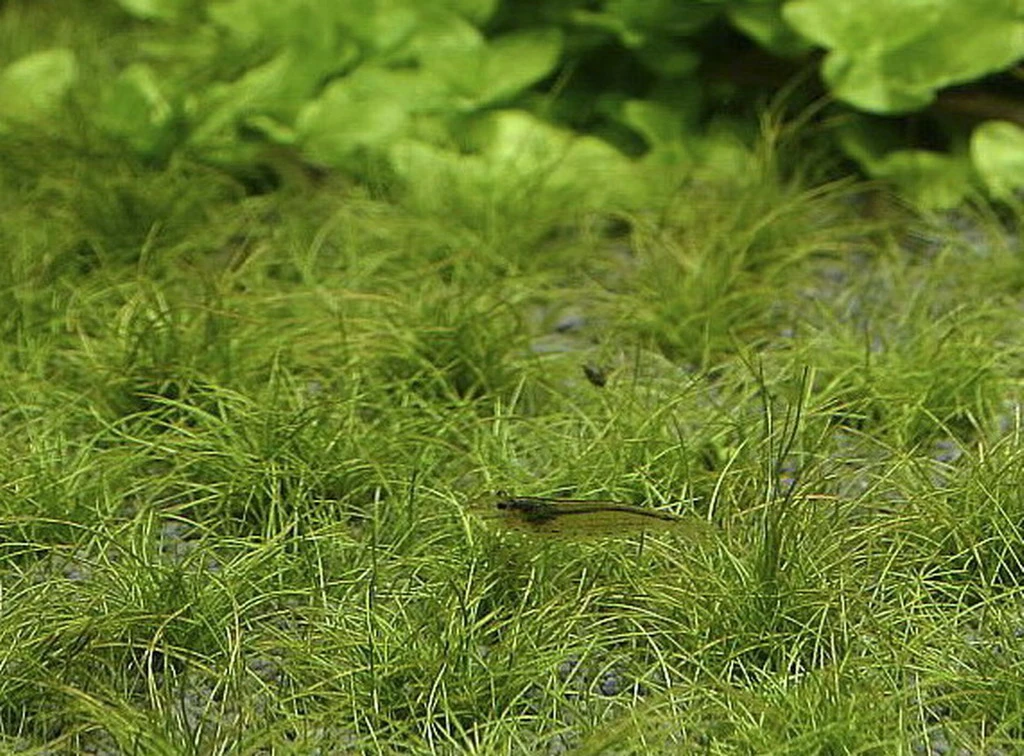XL In-Vitro Zwerg-Nadelsimse / Eleocharis Parvula - Pusilla - Parvulus