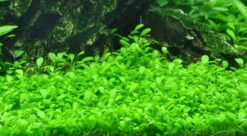 XL In-Vitro Australisches Zwergkraut - Zungenblatt / Glossostigma Elatinoides