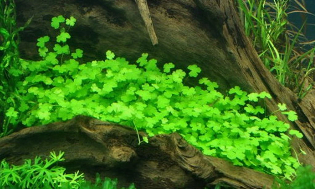 XL In-Vitro Hydrocotyle Tripartita Sp. 'Japan' Im XL-Cup