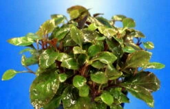 XL In-Vitro Zwerg-Kardinalslobelie / Lobelia Cardinalis 'Nana'/ Mini